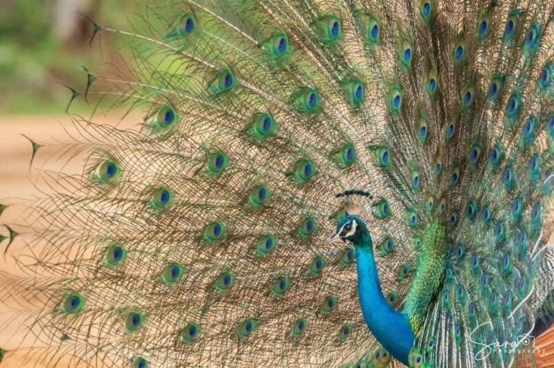 Jaffna: Guided Birdwatching Tour with Expert Naturalist - Practicalities and Comfort  