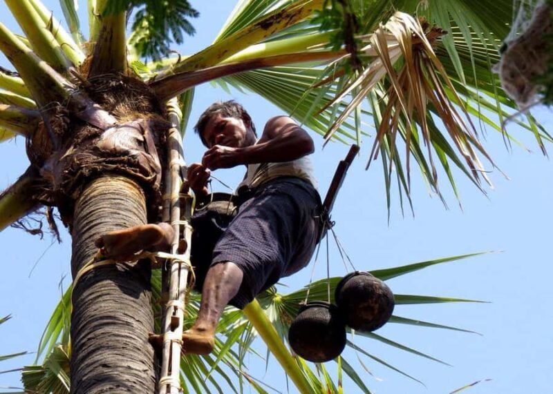 Jaffna: Palmyra Toddy Tapping Experience with Tasting - Good To Know