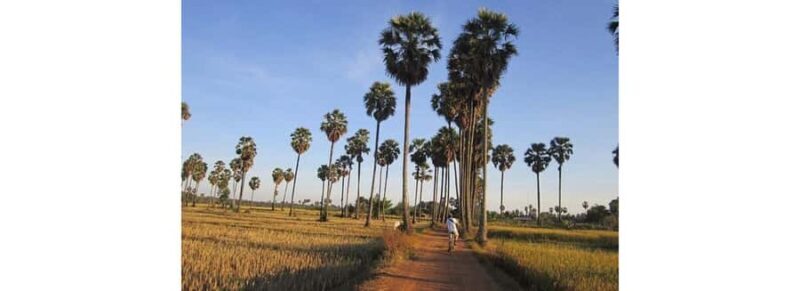 Jaffna: Palmyra Toddy Tapping Experience with Tasting - Practical Details and What to Expect