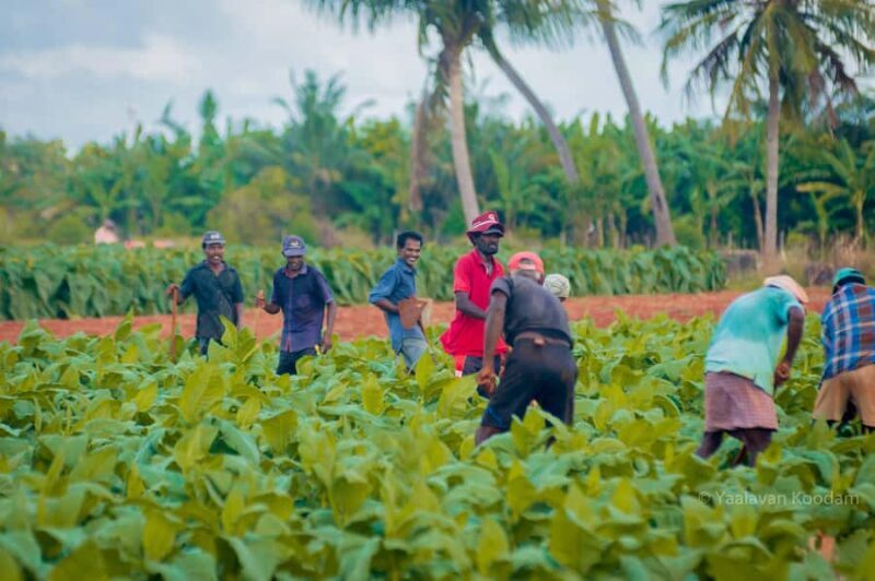 Jaffna: Tamil Farming Experience with Local Farmers - Good To Know