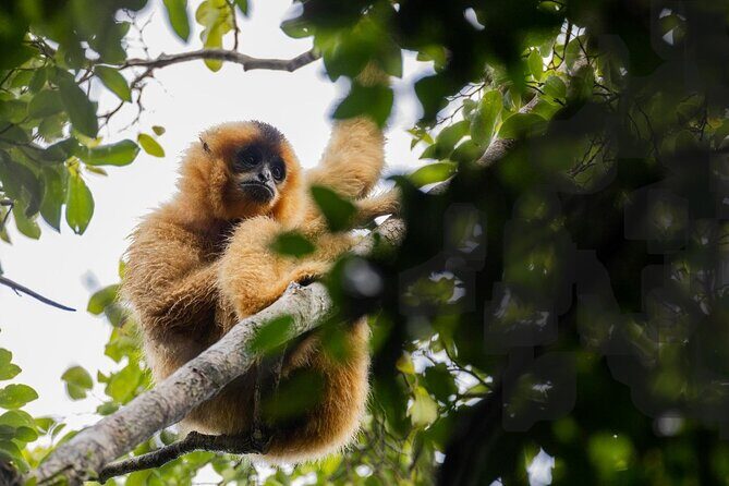 Jahoo: Gibbon Tracking Walk in Keo Seima Wildlife Sanctuary - An In-Depth Look at the Gibbon Tracking Experience