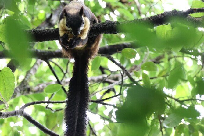 Jahoo: Gibbon Tracking Walk in Keo Seima Wildlife Sanctuary - Is This Tour Right for You?