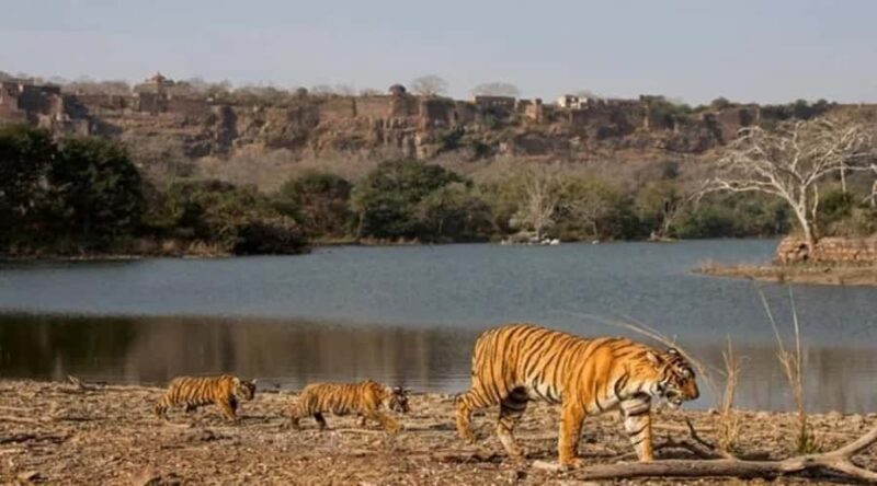 Jaipur: 2Days Ranthambore Tiger Safari and Jaipur Tour - The Quick Take: What We Love and What to Consider