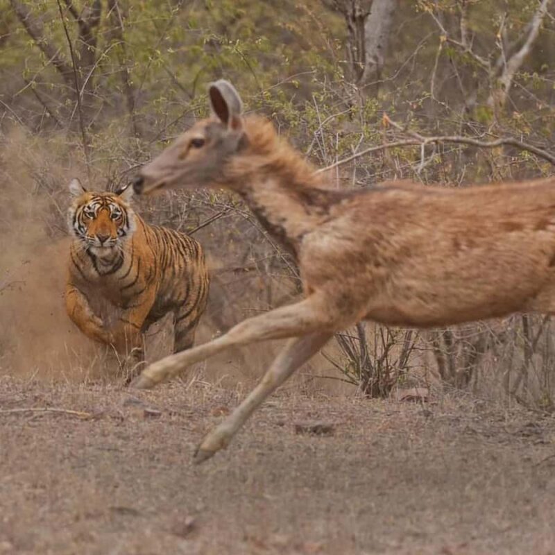 Jaipur: 2Days Ranthambore Tiger Safari and Jaipur Tour - The Experience Breakdown: What to Expect