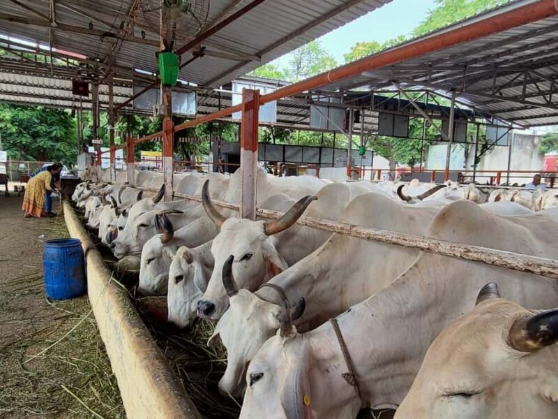 Jaipur: Birla Mandir and Gaushala. 2-Hour Cultural Immersion - Good To Know