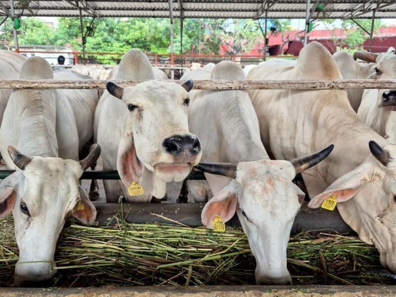 Jaipur: Birla Mandir and Gaushala. 2-Hour Cultural Immersion - FAQ