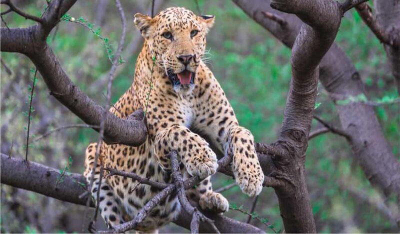 Jaipur: City Tour & Jhalana Leopard Safari With Options - FAQs  