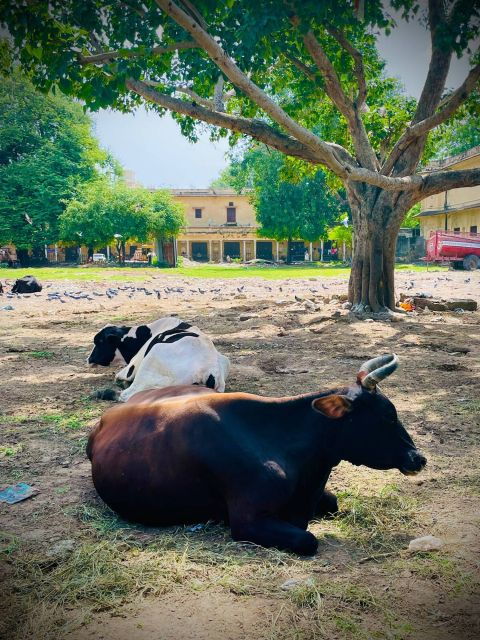 Jaipur Day Tour With Personal Tour Guide and Driver - Itinerary