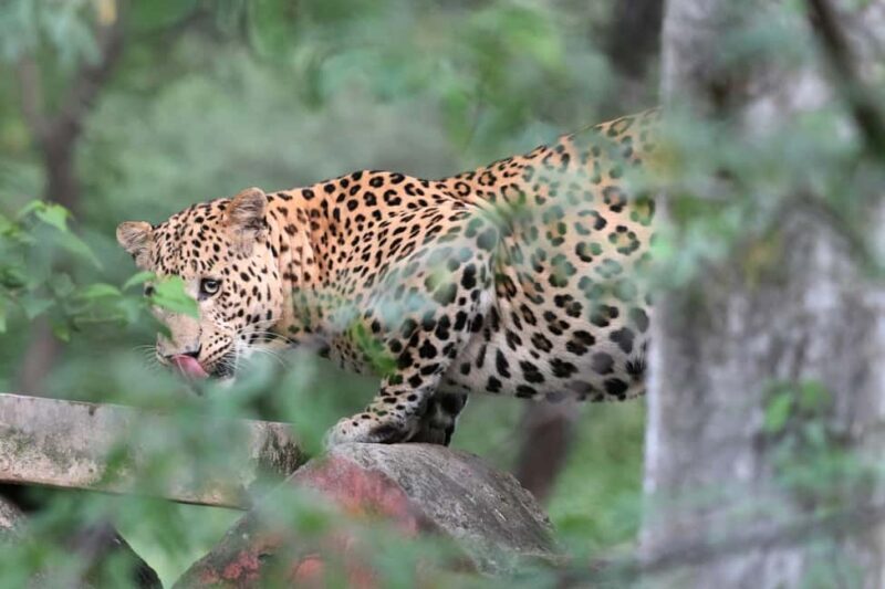 Jaipur: Discover the Hidden Leopards of Jhalana - Good To Know