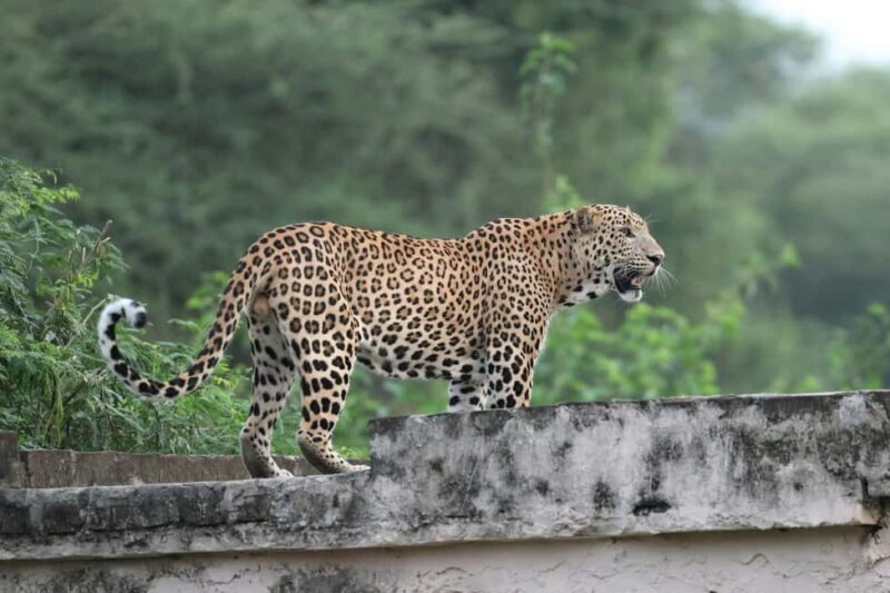 Jaipur: Discover the Hidden Leopards of Jhalana - Good To Know