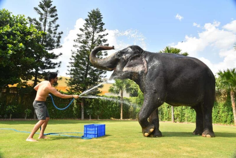 Jaipur Elephant Experience: Bond, Connect, and Learn - Detailed Review of Jaipur Elephant Experience