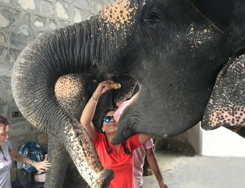 Jaipur: Elephant Experience Feed, Paint & Ride with Pickup - Who Should Consider This Tour?