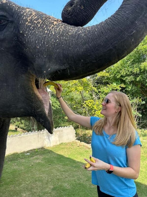 Jaipur: Elephant Experience Feed, Paint & Ride with Pickup - Final Thoughts