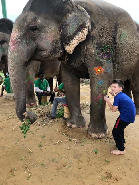 Jaipur: Elephant Interaction Tour - The Sum Up