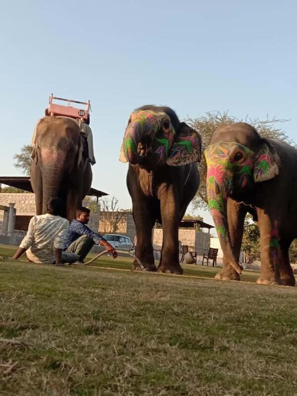 Jaipur Elephant Village: All Activity in Village with Pickup - Jaipur Elephant Village: All Activity in Village with Pickup – An In-Depth Review
