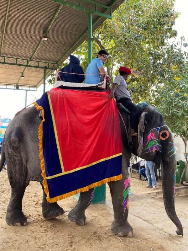 Jaipur Elephant Village: All Activity in Village with Pickup - The Sum Up