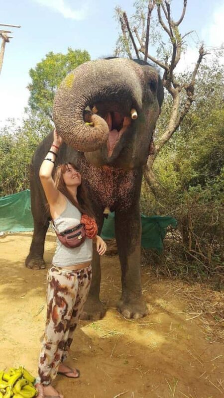 Jaipur Elephant Village: Elephant Riding, Painting, Feeding - Introduction to the Jaipur Elephant Village Experience
