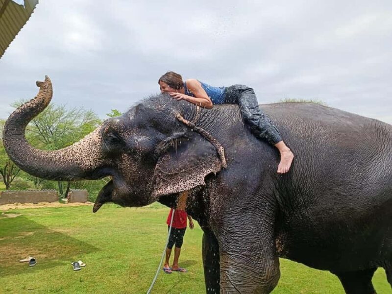 Jaipur Elephant Village: Elephant Riding, Painting, Feeding - Final Thoughts