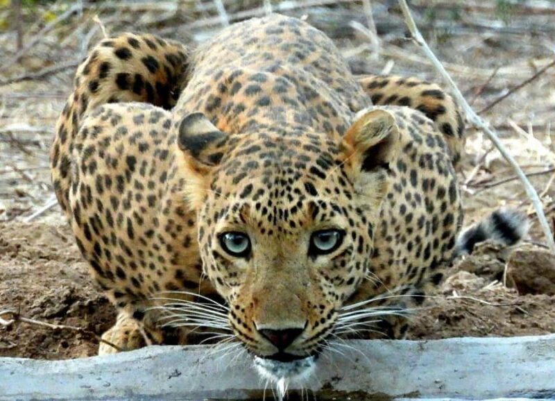 Jaipur: Half Day Leopard Safari and Guided City Tour - Good To Know