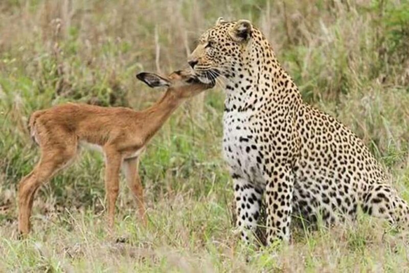 Jaipur: Half Day Leopard Safari and Guided City Tour - Who Would Love This Experience?