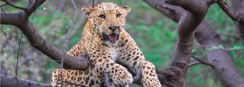 Jaipur: Half Day Leopard Safari and Guided City Tour - FAQs