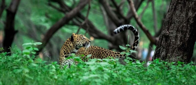Jaipur: Half Day Leopard Safari and Guided City Tour - FAQ