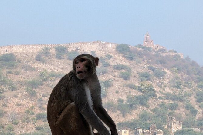 Jaipur Half-Day Or Full Day Tour With Guide - FAQs