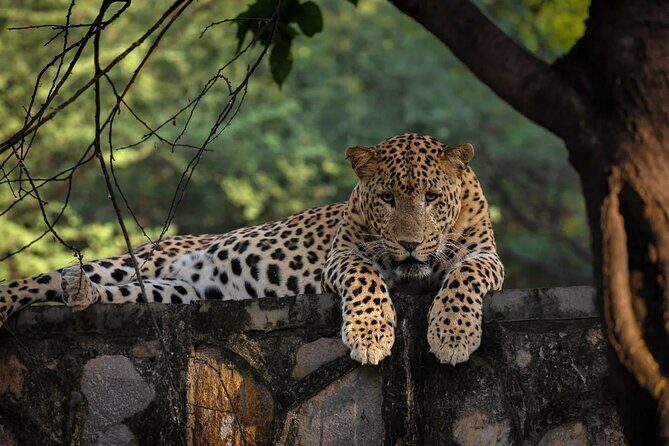 Jaipur Half Day Tour with Jhalana Leopard Safari - Good To Know
