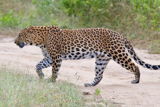 Jaipur Half Day Tour with Jhalana Leopard Safari - Detailed Breakdown of the Itinerary