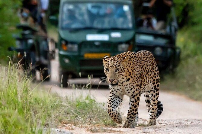 Jaipur Half Day Tour with Jhalana Leopard Safari - FAQ