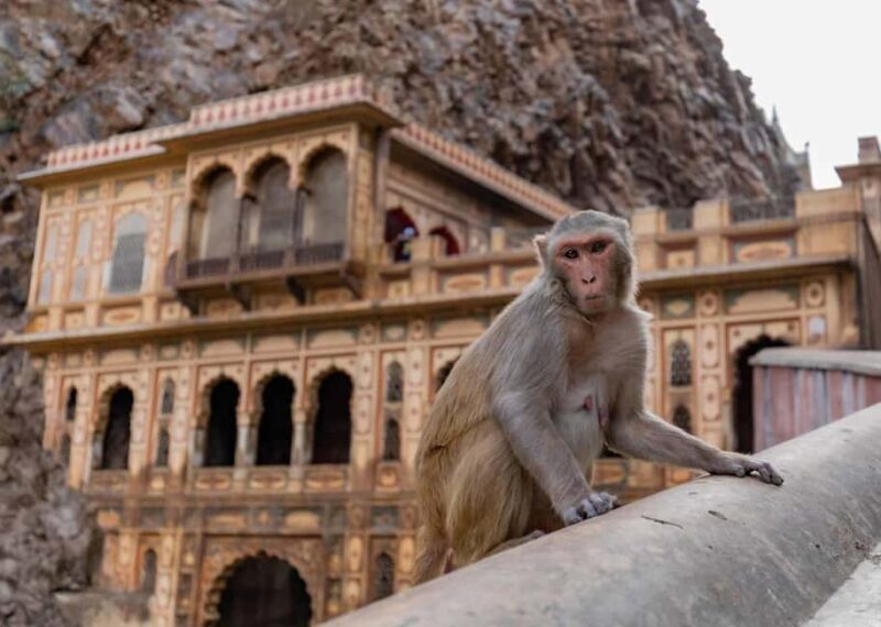 Jaipur: Heritage Forts & Palaces Tour with Monkey Temple - Why This Tour Offers Great Value