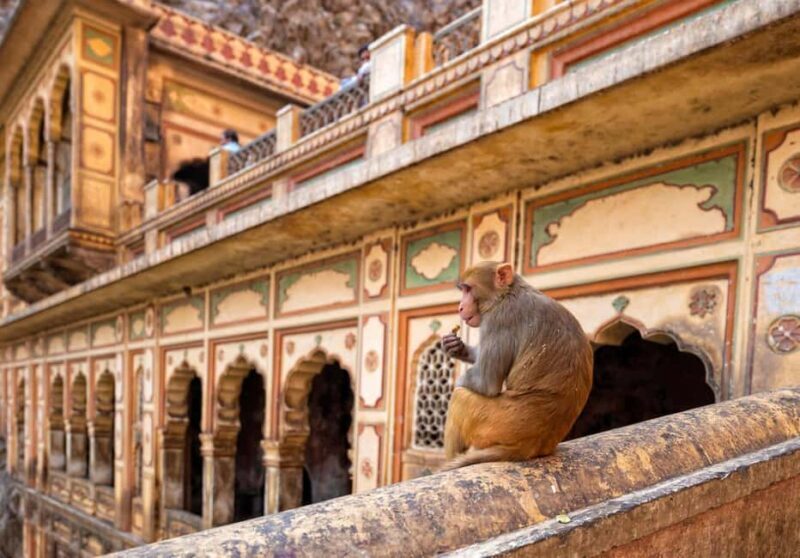 Jaipur: Heritage Forts & Palaces Tour with Monkey Temple - The Sum Up