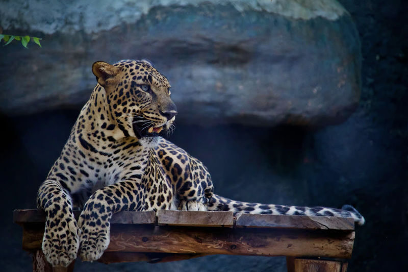Jaipur: Jhalana Amagarh Leopard Reserve 4x4 Jeep Safari - Key points before you book