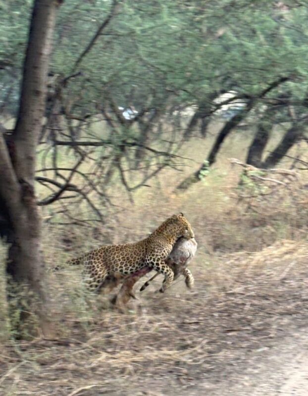Jaipur: Jhalana Amagarh Leopard Reserve 4x4 Jeep Safari - The 2.5-hour Gypsy ride is the heart of the trip