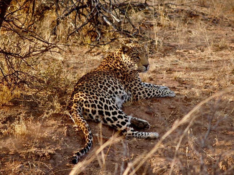 Jaipur: Jhalana Amagarh Leopard Reserve 4x4 Jeep Safari - Morning or evening: choose the timing that fits