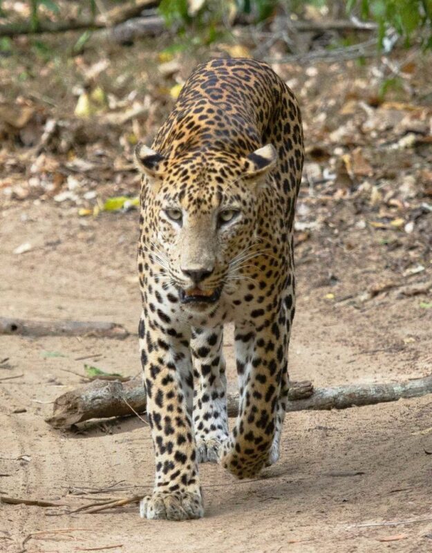 Jaipur: Jhalana Amagarh Leopard Reserve 4x4 Jeep Safari - Practical details that can save a headache