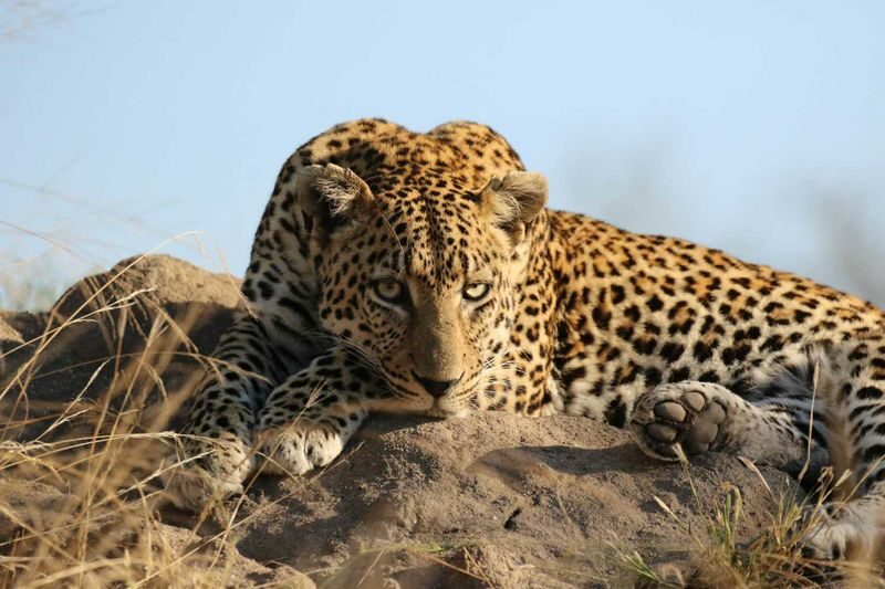 Jaipur: Jhalana Amagarh Leopard Reserve 4x4 Jeep Safari - Who should book this Jaipur safari?
