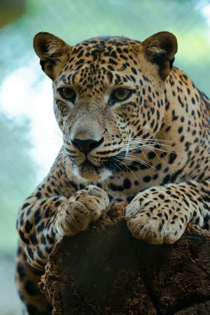 Jaipur: Jhalana Amagarh Leopard Reserve 4×4 Jeep Safari - FAQs
