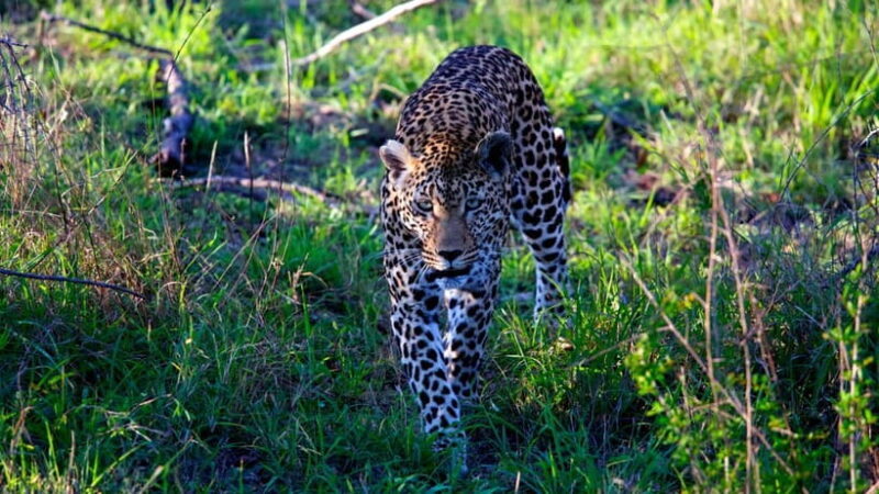 Jaipur: Jhalana Amagarh Leopard Safari Park Guided Tour - Good To Know