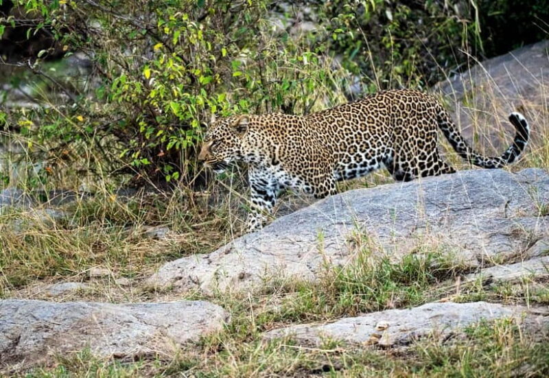 Jaipur: Jhalana Amagarh Leopard Safari Park Guided Tour - What to Expect from the Jhalana Leopard Safari