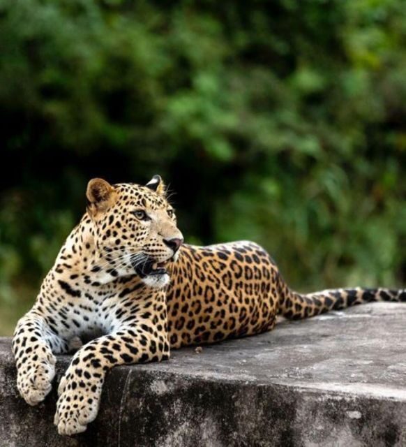 Jaipur: Jhalana/Amagarh leopard safari private tour - Good To Know