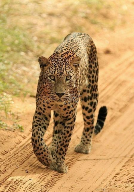 Jaipur: Jhalana/Amagarh leopard safari private tour - Who Should Book This Safari?