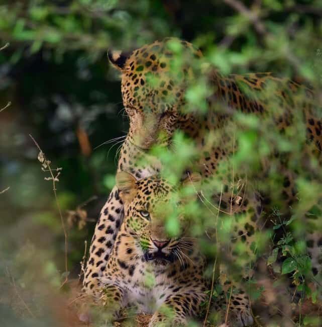 Jaipur: Jhalana/amagarh Leopard Safari - A Closer Look at the Safari Experience  