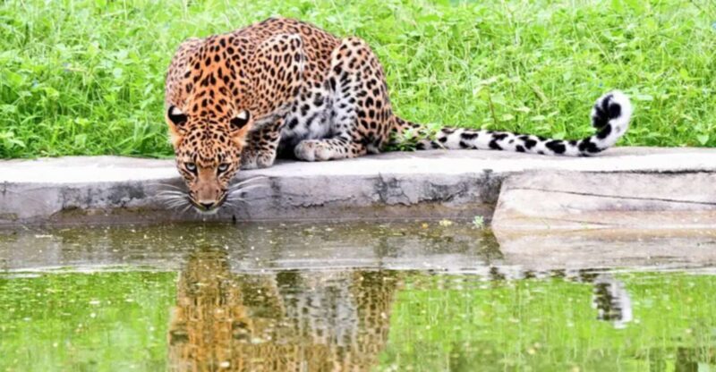 Jaipur: Jhalana/Amargarh Leopard Safari Private Tour - The Experience from the Traveler’s Perspective