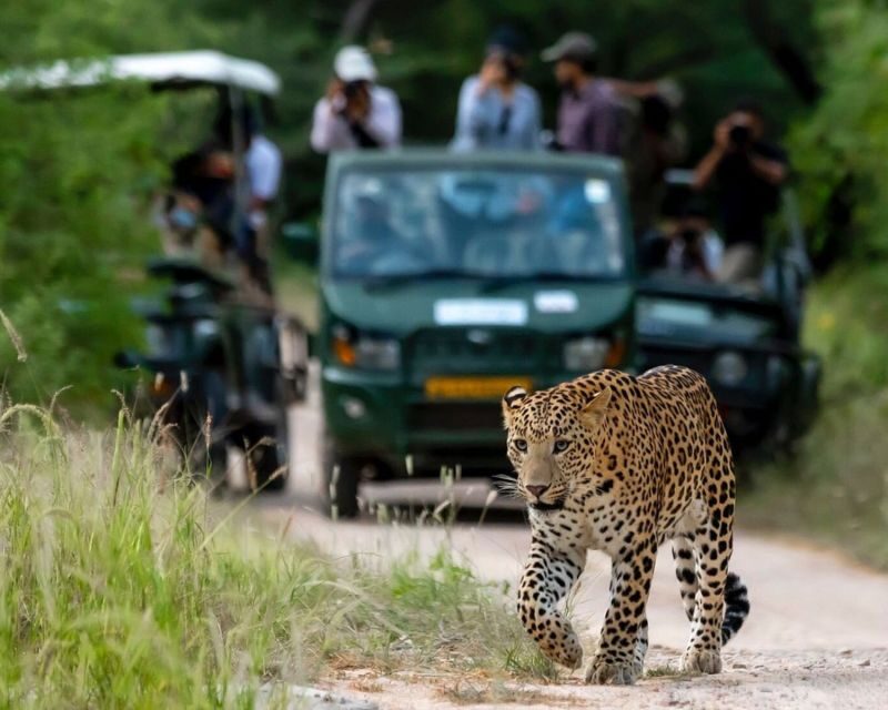 Jaipur: Jhalana/Amargarh Leopard Safari Private Tour - Why This Tour Offers Great Value