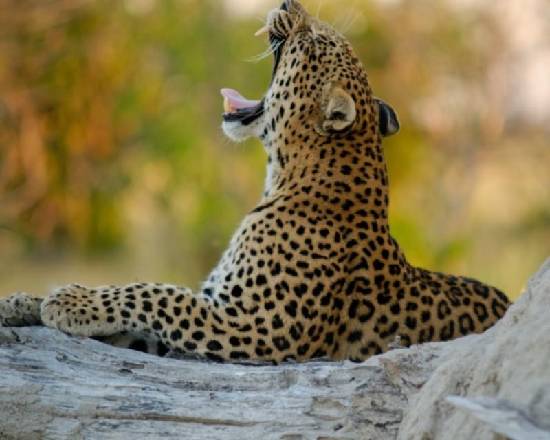 Jaipur: Jhalana/Amargarh Leopard Safari Private Tour - Who Would Love This Experience?