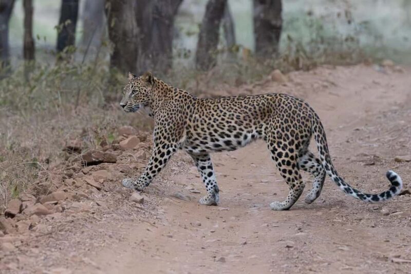 Jaipur: Jhalana/Amargarh Leopard Safari Private Tour - What Makes This Safari Stand Out