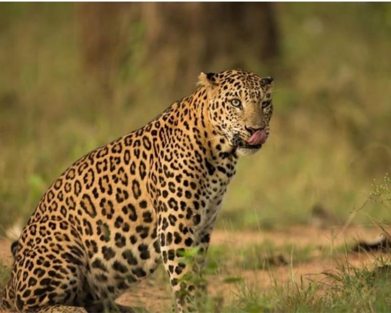 Jaipur: Jhalana/Amargarh Leopard Safari Private Tour - Final Thoughts