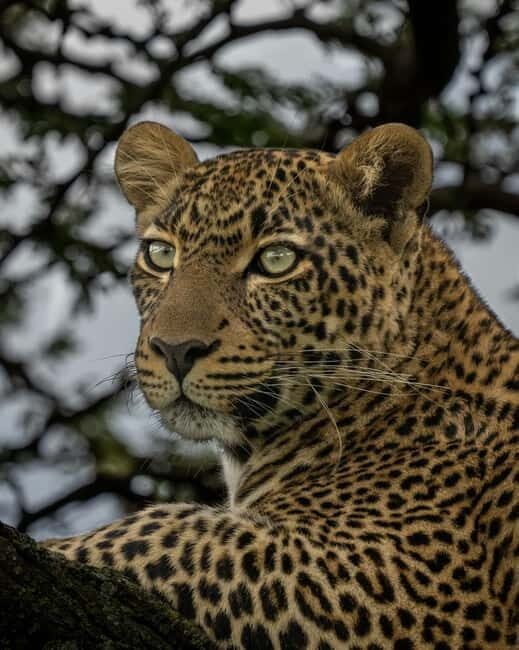 Jaipur: Jhalana leopard safari private tour - What to Expect from the Safari Experience