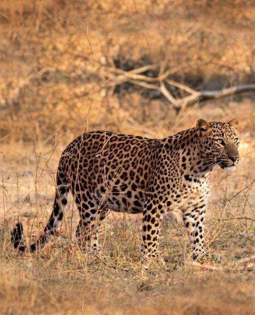 Jaipur: Jhalana Leopard Safari Private Tour - Activity Details